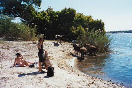 cow_2