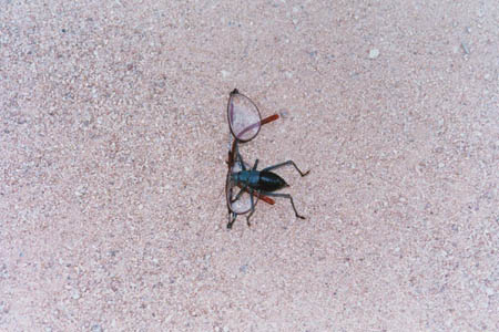 cricket