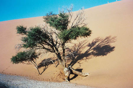 dune54_1