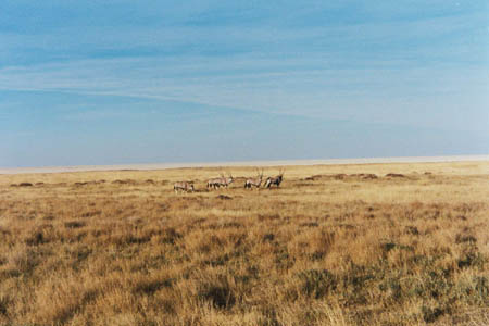 etosha_1