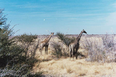 etosha_2