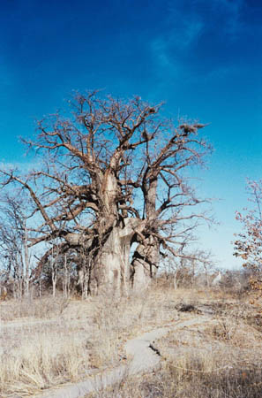 tree