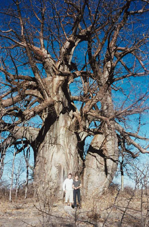 tree_2