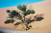 dune54_1