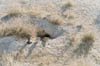 etosha