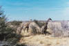 etosha_2