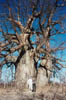 tree_2